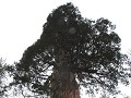 Kings Canyon NP - General Grant Tree, 3de grootste