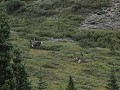 Denali NP - dag 2 - kariboes langs de Savage Alpin