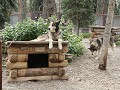 Denali NP - dag 2 - sledehonden kennel