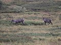 Denali NP - dag 5 - kariboes - onderweg naar Kanti