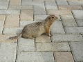 Denali NP - dag 7 - marmotje aan Eielson Visitor C