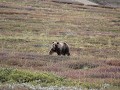 Denali NP - dag 7 - Grizzly beer