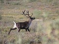 Denali NP - dag 8 - Teklanika tot Riley Creek - Ka