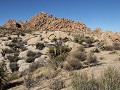 Joshua Tree NP - Indian Cove