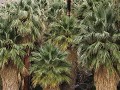 Joshua Tree NP, Fortynine Palms Oasis