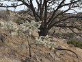 Joshua Tree NP, Black Rock Canyon