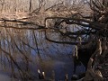 Congaree NP - Fork Swamp Trail
