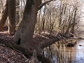 Congaree NP - Fork Swamp Trail