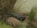 St. Marks NWR - Headquarters pond trail, alligator