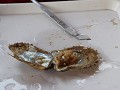 de parel is volgroeid in de oestel, oester parel k