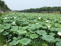 Andong, lotuspond aan de rand van Hahoe folk villa