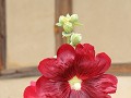 Andong, Hahoe folk village, bijzondere bloem 