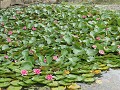 Andong Folk Village, waterlelies in dorpsvijver