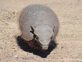 Andean Hairy Armadillo (gordeldier)