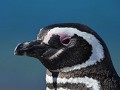 Deze soort is een subtropische pinguin: hij houdt 