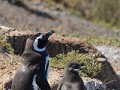 Magellanic pinguin met kuiken