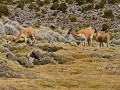 Sajama is het eerste natuurpark van Bolivie.  Er z