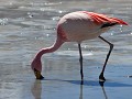 Jame's Flamingo