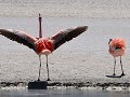 Andische flamingo