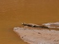 Alligator in de rivier Arroyo Enajehua die wij te 