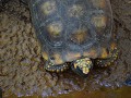 Yellow-foot turtle
(We kennen enkel de Engelstali