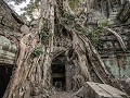 Tempel Ta Prohm, de natuur neemt het stilaan terug