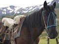 Paard van een gaucho