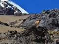Een vicuña; een neefje van de lama en alpaca.  Dez