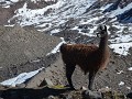 Poserende lama vlak voor de hoogste bergpas op 5.1