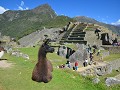 Lama in het Heilige Hof van Machu Picchu