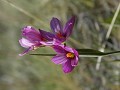 Flores bonitas