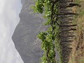 Viñedos de Cafayate