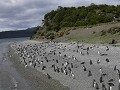 Pingüinera
