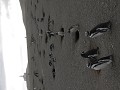 Pingüinos de Magallanes, Isla Magdalena