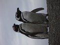 Pingüinos de Magallanes, Isla Magdalena