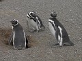 Pingüinos de Magallanes, Isla Magdalena