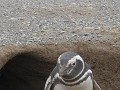 Pingüinos de Magallanes, Isla Magdalena