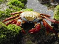Cangrejo zayapa (Sally Lightfoot Crab)