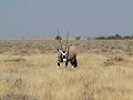 Oryx (Etosha NP)