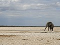 De eerste olifant van de week! (Dag 1 in Etosha)