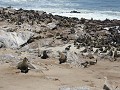 Zeehonden aan Cape Cross. Veel kleintjes (en ook v
