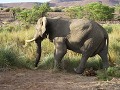 In Palmwag liep er een olifant op 10 meter van ons