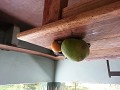 Zambia... het land van de mango's.