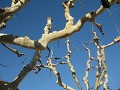 Platanen zonder blad