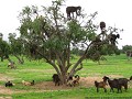 Gelukkige geiten in de boom ……