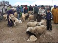 …..en ongelukkige schapen op de markt