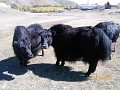 Yaks!