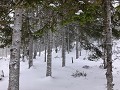 zweden-januari-februari-2023-0801191137