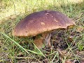 varmland-1112161443