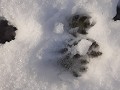 Sporen in de sneeuw